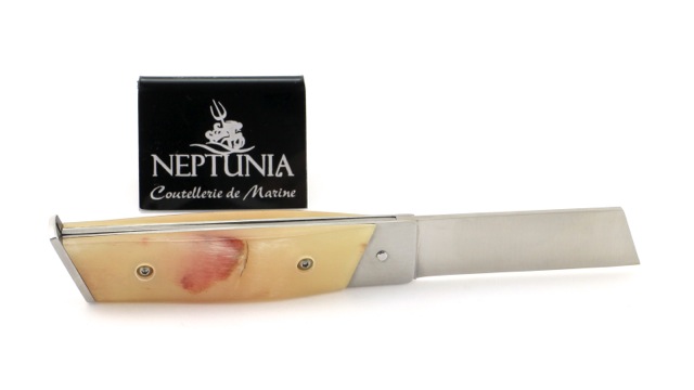 DORRY-10-cm-Widderkruste-6 NEPTUNIA DORRY 10 cm ramhorn